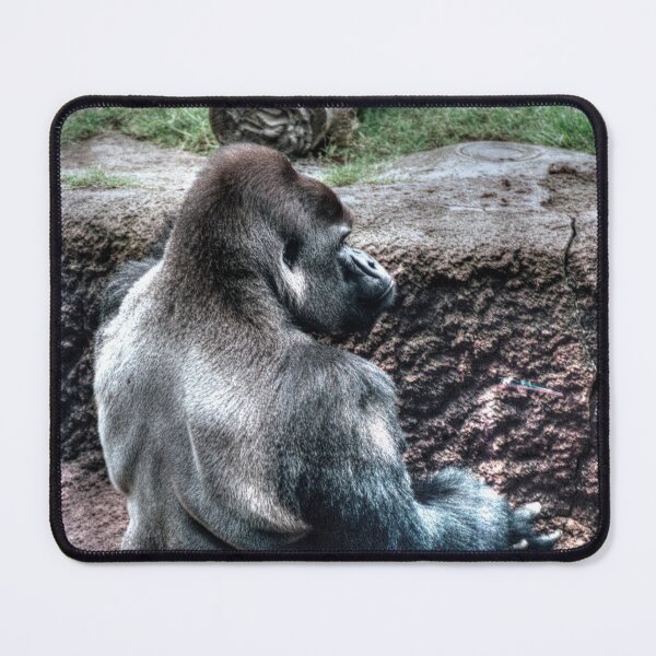 Item preview, Sitting Silverback designed and sold by Blackadder Photography.
