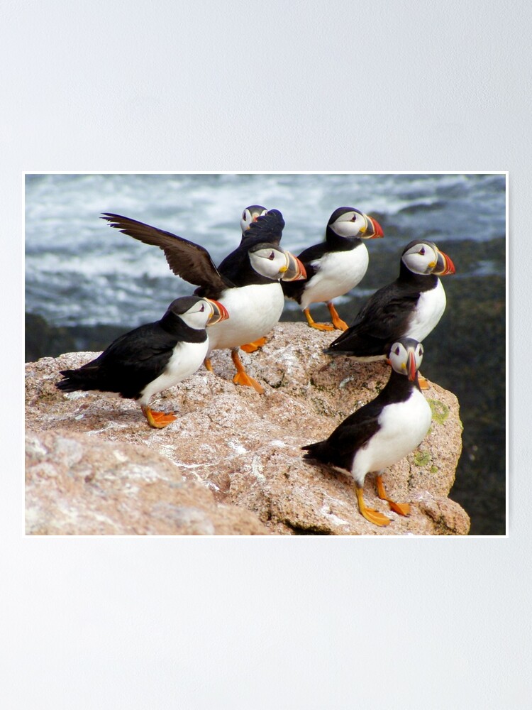 Puffins of the World Poster Print