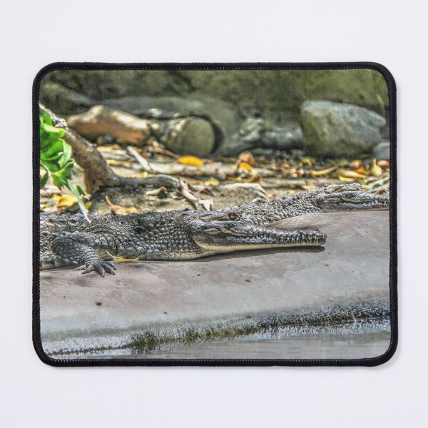 Item preview, Waiting for Dinner designed and sold by Blackadder Photography.