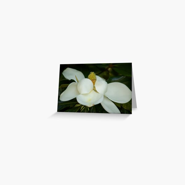 Soft Magnolia Greeting Card