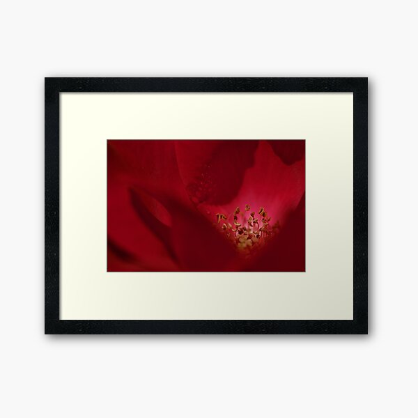 Red Rose in Bloom Framed Art Print
