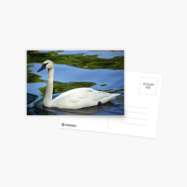 Swan Passing By Postcard