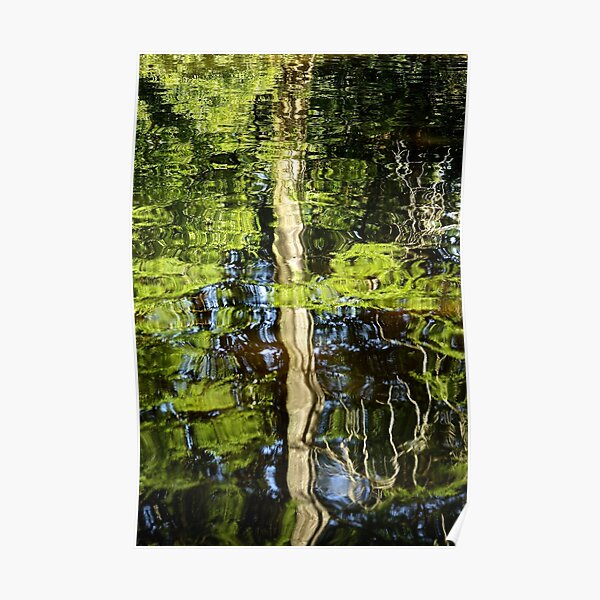 Cypress Reflection in Water Poster