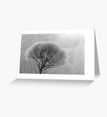 17.12.2016: Leafless Tree in Winter Fog Greeting Card