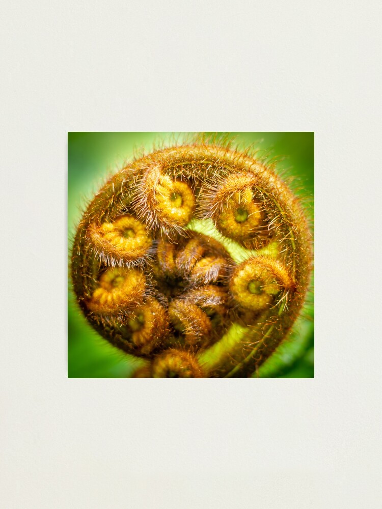 The Koru of a Ponga - Unfurling silver fern frond