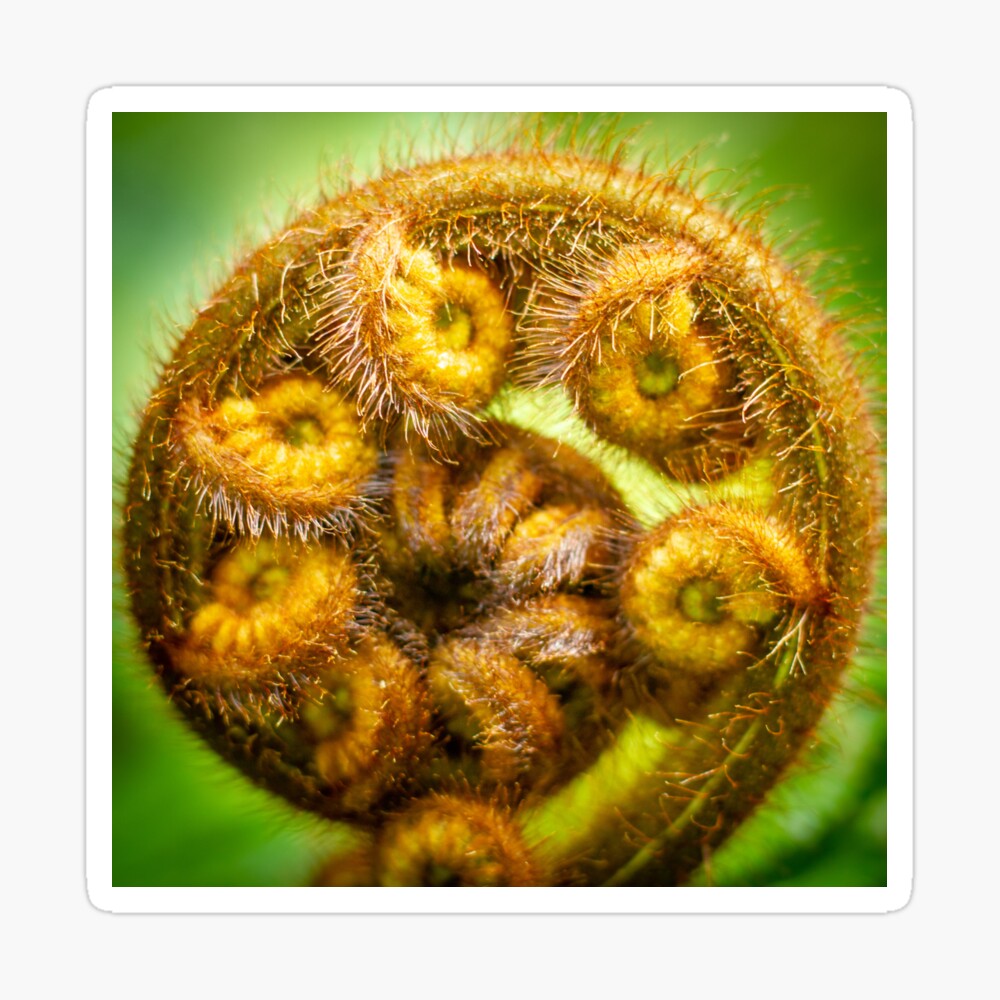 The Koru of a Ponga - Unfurling silver fern frond