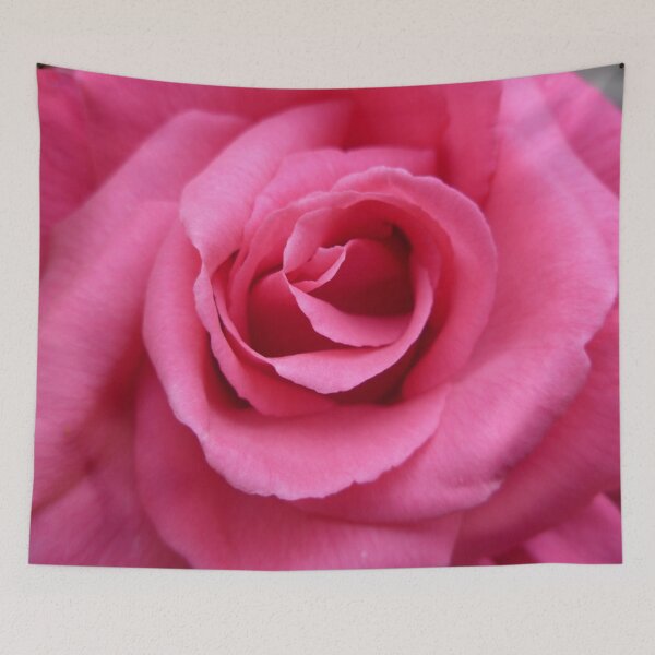 Item preview, Gorgeous Pink Rose designed and sold by Vicki Spindler (VHS Photography).
