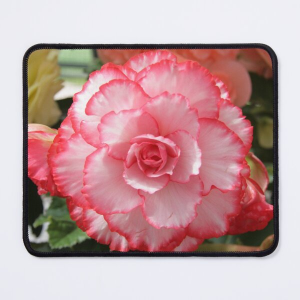 Item preview, Begonia designed and sold by jarrahimages.