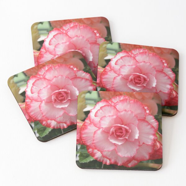 Item preview, Begonia designed and sold by jarrahimages.