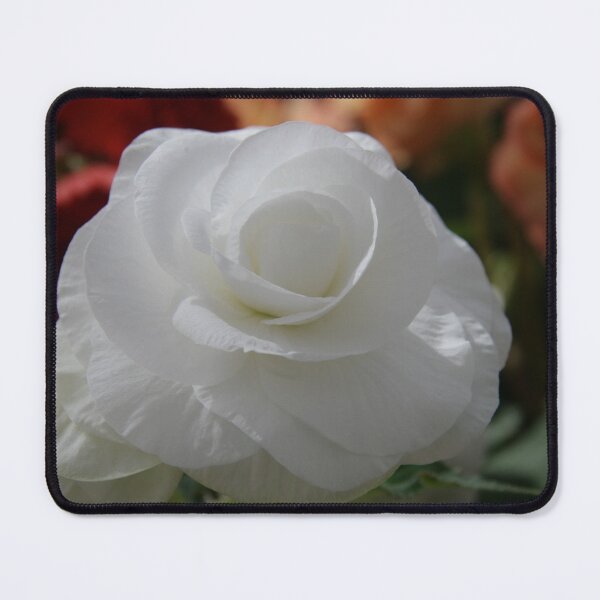 Item preview, White begonia designed and sold by jarrahimages.