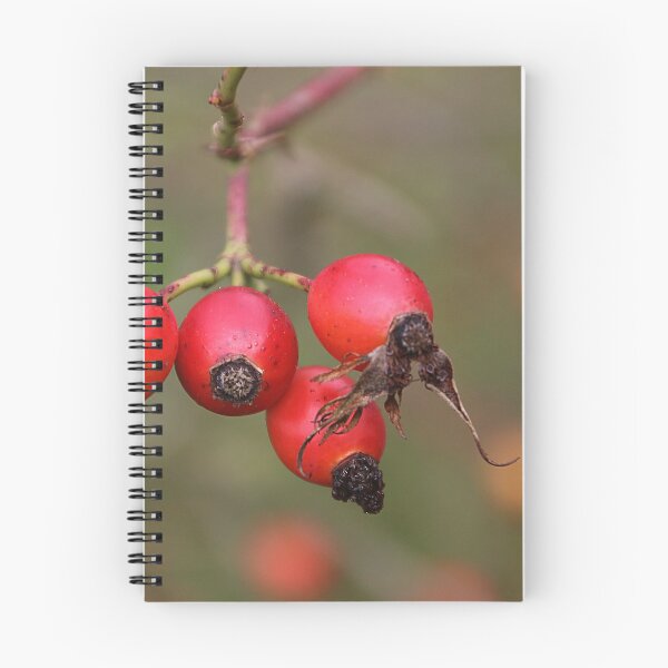 Item preview, Rosehip Quadruplets designed and sold by Joan van der Wereld.