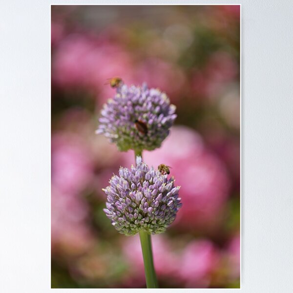 Item preview, Two Garlic Flowers Has Two Bees  designed and sold by Joy Watson - Natural Light Photography .