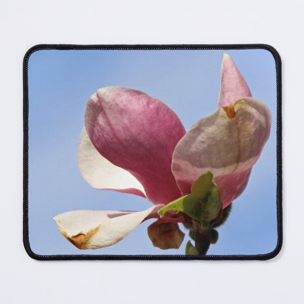 Aperçu de l'œuvre Magnolia rose contre le ciel bleu créée et vendue par Joan van der Wereld.