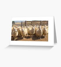 High Country Sheep At Omeo.......Off To The Shearing Shed.... Greeting Card