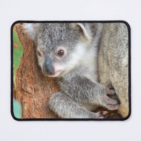 Item preview, Koala Baby: Curiosity designed and sold by Andrew Goodall.
