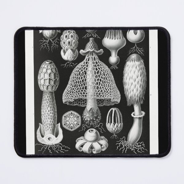 Item preview, Stinkhorn Mushrooms Basimycetes–Schwammpilze from Kunstformen der Natur (1904) by Ernst Haeckel. designed and sold by IMPHives.