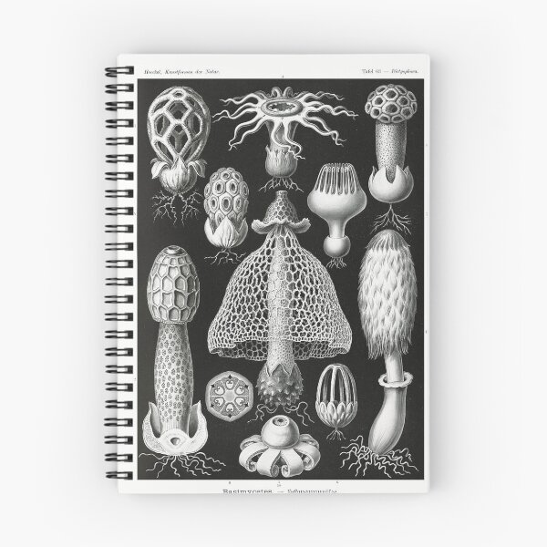 Item preview, Stinkhorn Mushrooms Basimycetes–Schwammpilze from Kunstformen der Natur (1904) by Ernst Haeckel. designed and sold by IMPHives.