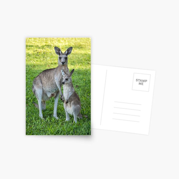 Eastern Grey Kangaroo and Joey Postcard