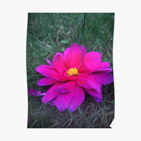 marchen forest mylne flower storm