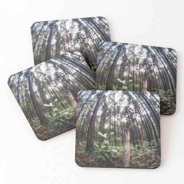Item preview, Cryptomeria or Sugi tree forest designed and sold by aaronchoi.