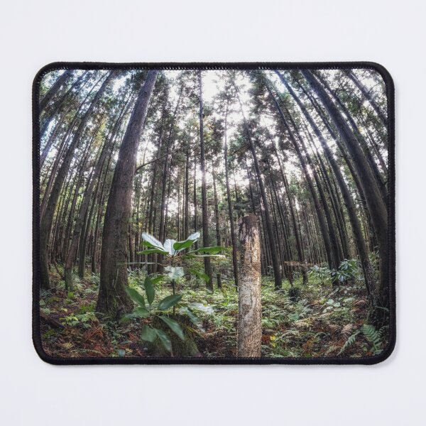 Item preview, Cryptomeria or Sugi tree forest designed and sold by aaronchoi.