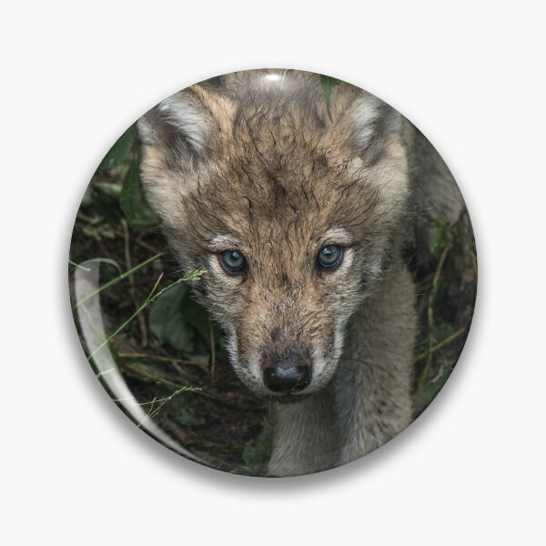 Artikelvorschau, Timber Wolf Welpen entworfen und verkauft von WolvesOnly.