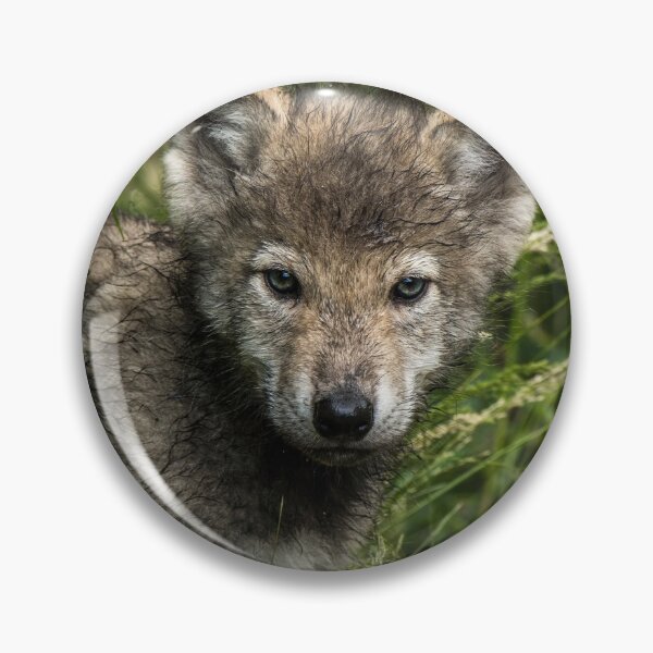 Item preview, Timber Wolf Pup designed and sold by WolvesOnly.