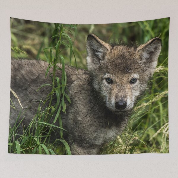 Item preview, Timber Wolf Pup designed and sold by WolvesOnly.