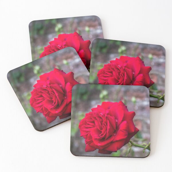 Item preview, Red rose and red brick wall designed and sold by AlbertMi.