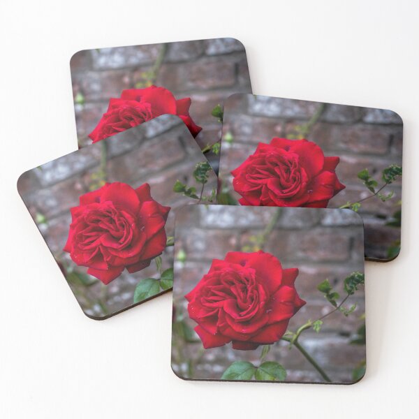Item preview, Red rose and red brick wall designed and sold by AlbertMi.