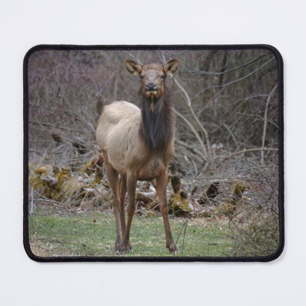 Item preview, Beautiful Cow Elk designed and sold by KC-IM.