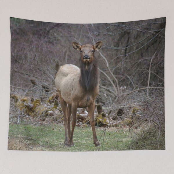 Item preview, Beautiful Cow Elk designed and sold by KC-IM.