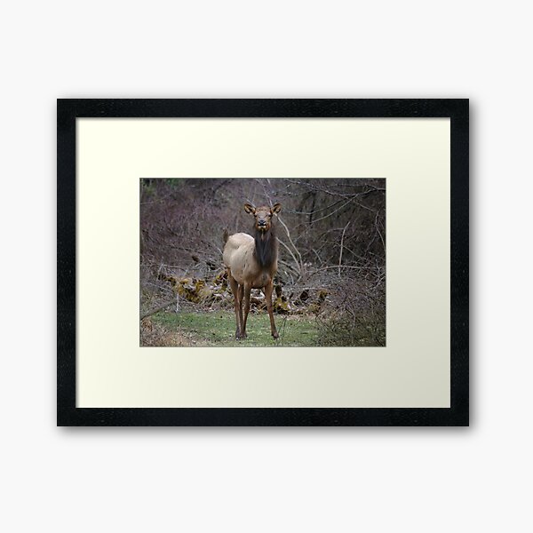 Beautiful Cow Elk Framed Art Print