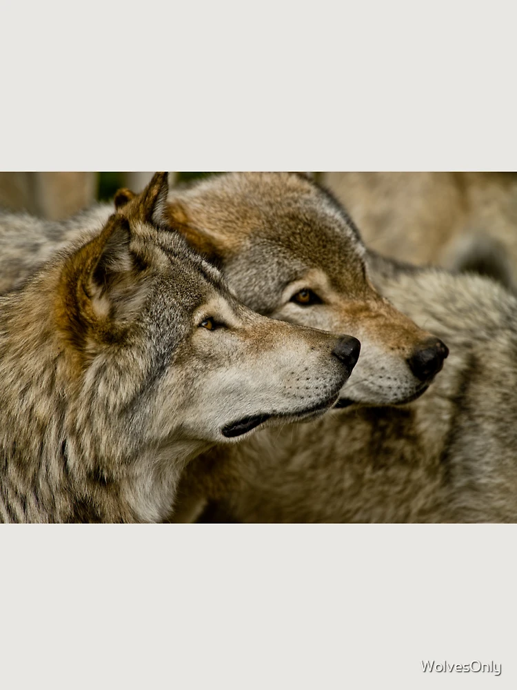 Thumbnail 6 of 6, Premium Oversized Hoodie, Timber Wolves designed and sold by WolvesOnly.