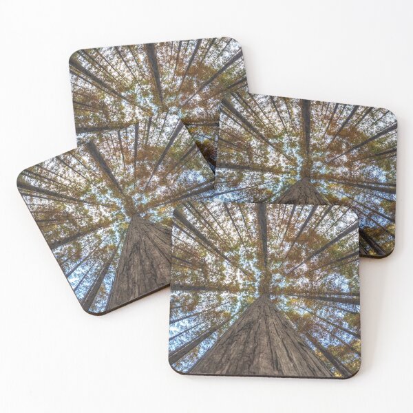 Item preview, Looking Up Metasequoia Trees designed and sold by aaronchoi.