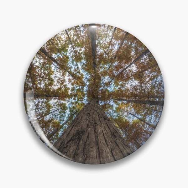 Item preview, Looking Up Metasequoia Trees designed and sold by aaronchoi.