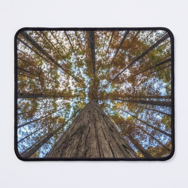 Item preview, Looking Up Metasequoia Trees designed and sold by aaronchoi.