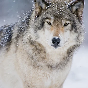 Artwork thumbnail, Timber Wolf In Snowfall by WolvesOnly