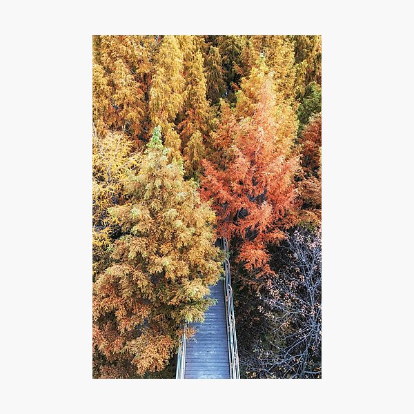 Item preview, Jangtaesan Recreational Forest Skywalk designed and sold by aaronchoi.