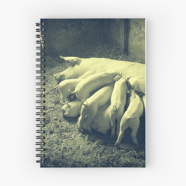 Item preview, Pig breastfeed little piglets Vintage Photo Print designed and sold by Pankas.