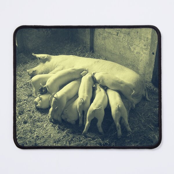 Item preview, Pig breastfeed little piglets Vintage Photo Print designed and sold by Pankas.