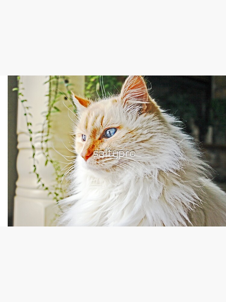 Flame Point Siamese cat