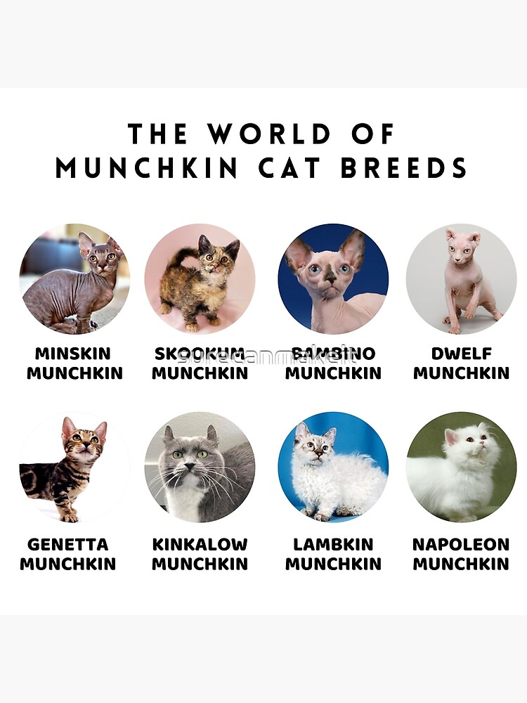 The World of Munchkin Cat Breeds Postcard for Sale by