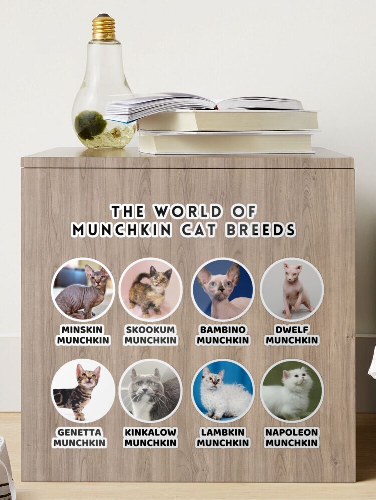 The World of Munchkin Cat Breeds | Postcard