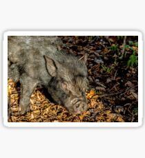 Black Piglet Foraging in woodland Sticker