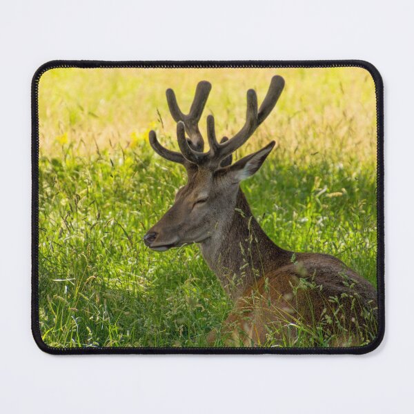 Item preview, #273 Red Deer Having a Lazy Day at Wollaton Hall Deer Park, Nottingham designed and sold by phutball.