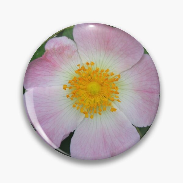 Artikelvorschau, Blassrosa Bruyère-Rose entworfen und verkauft von Joan van der Wereld.