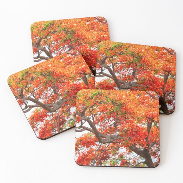 Item preview, royal poinciana, (Delonix regia), also called flamboyant tree or peacock tree. designed and sold by rajeshbac.