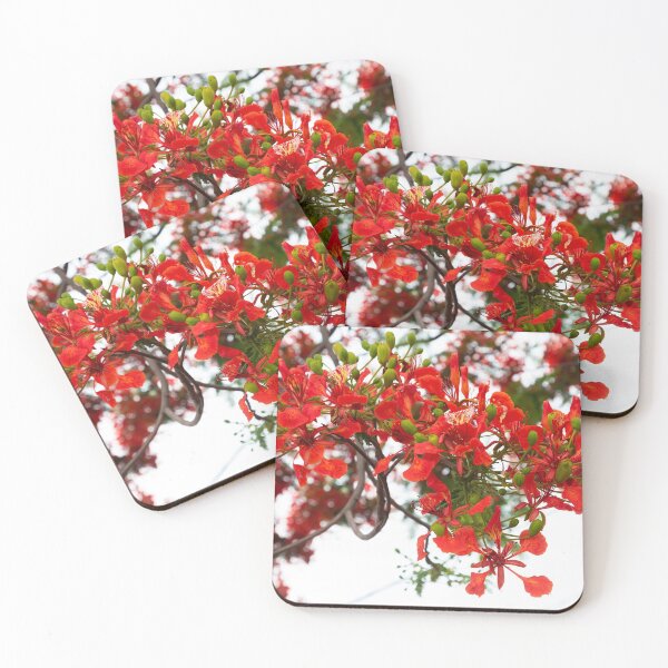 Item preview, Royal poinciana, (Delonix regia), also called flamboyant tree or peacock tree designed and sold by rajeshbac.