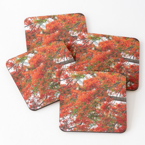 Item preview, Royal poinciana, (Delonix regia), also called flamboyant tree or peacock tree designed and sold by rajeshbac.